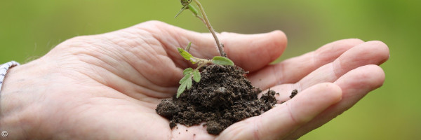 Hand, die eine Pflanze in Erde sachte hält